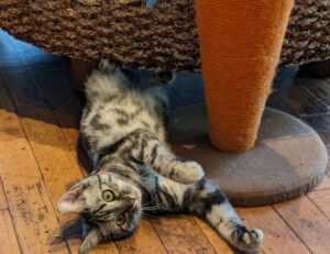 1mznwmfuzwf8240sl081