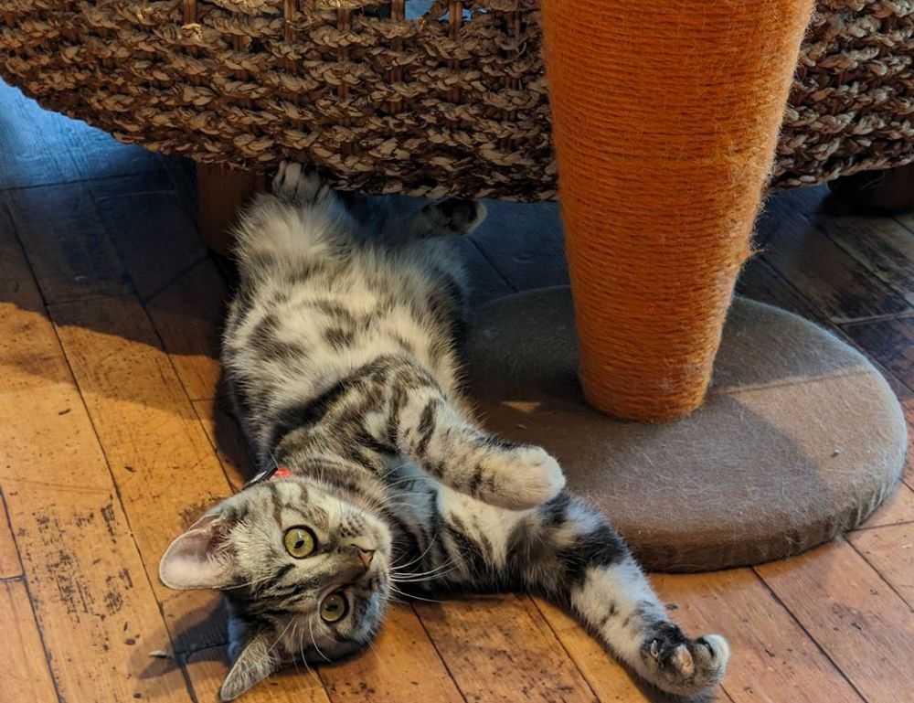 1mznwmfuzwf8240sl081