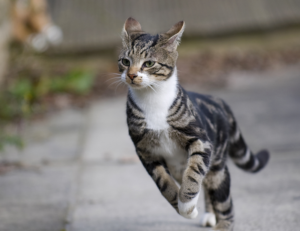 uppummulakumammayisex